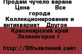 Продам чучело варана. › Цена ­ 15 000 - Все города Коллекционирование и антиквариат » Другое   . Красноярский край,Зеленогорск г.
